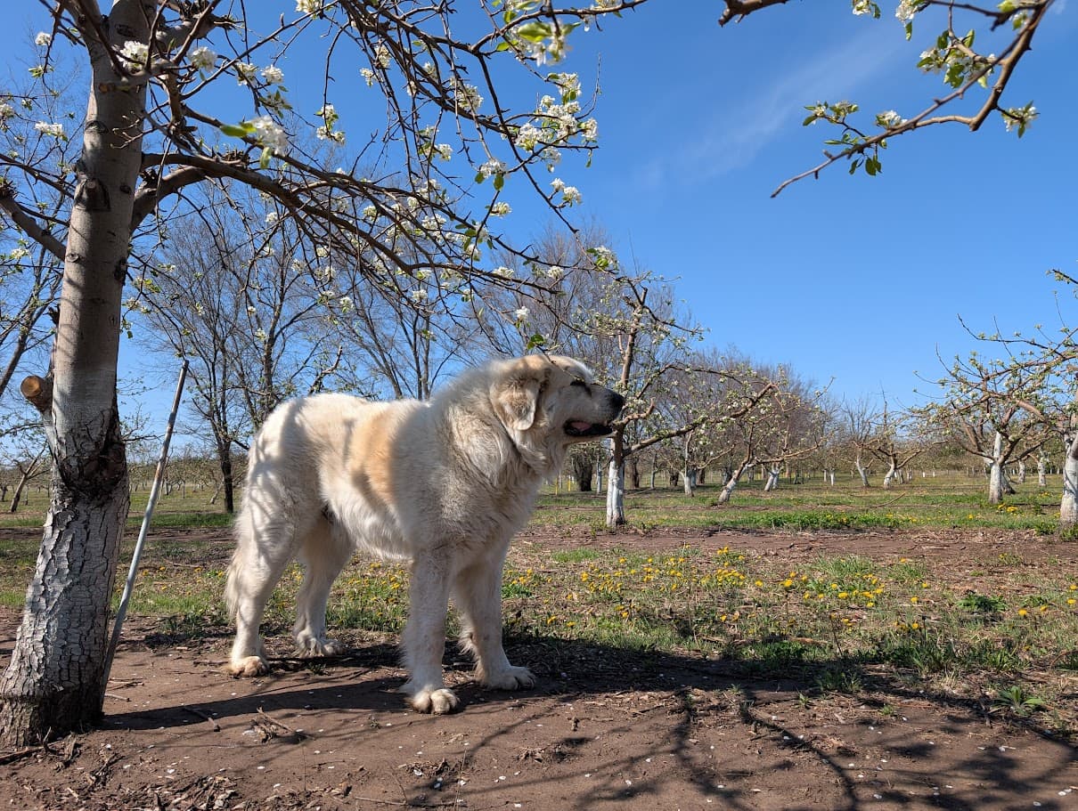 The Meadowlark Farm orchard in bloom, with the farm dog
