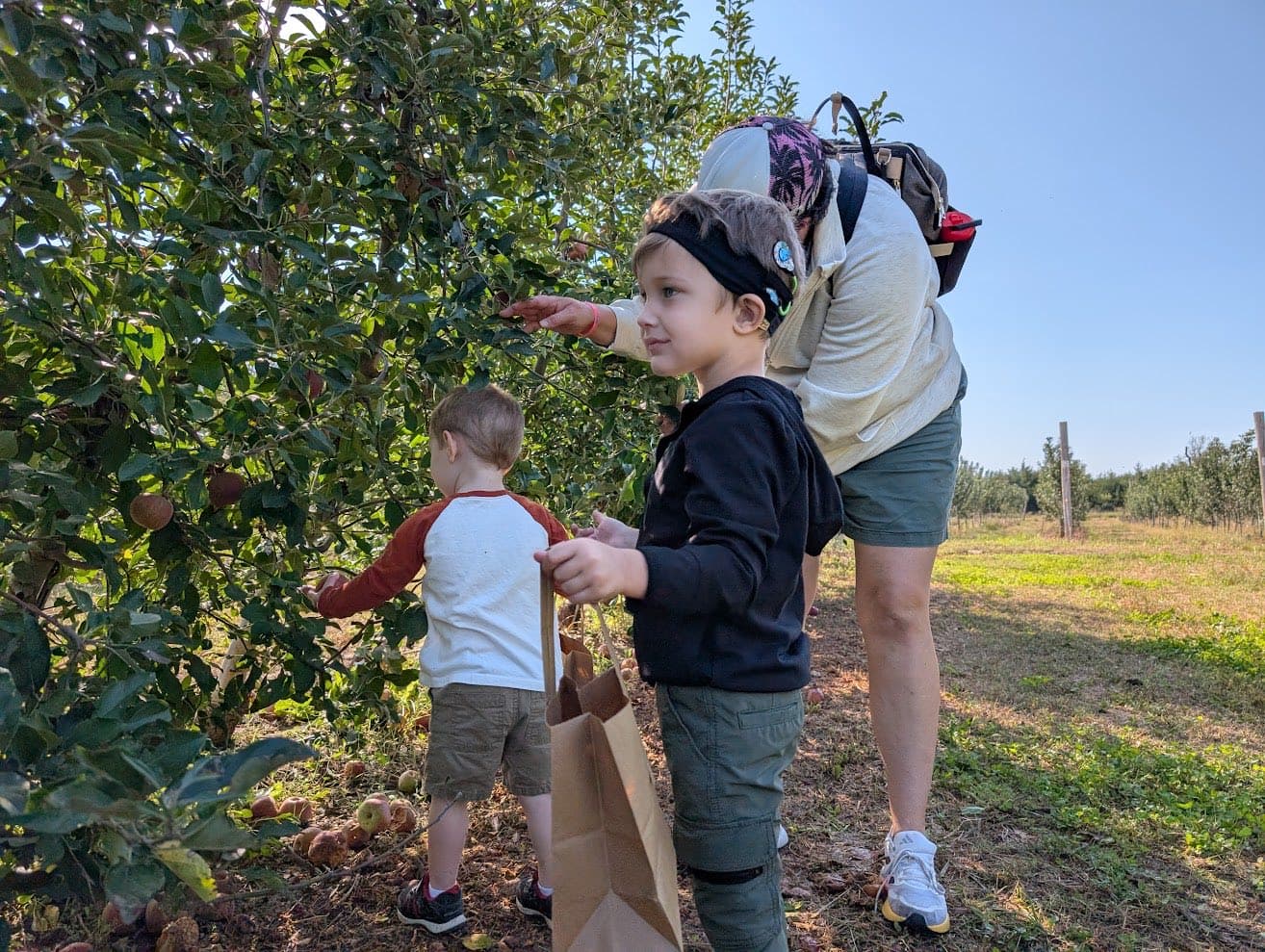 Picking apples in the orchard in the fall