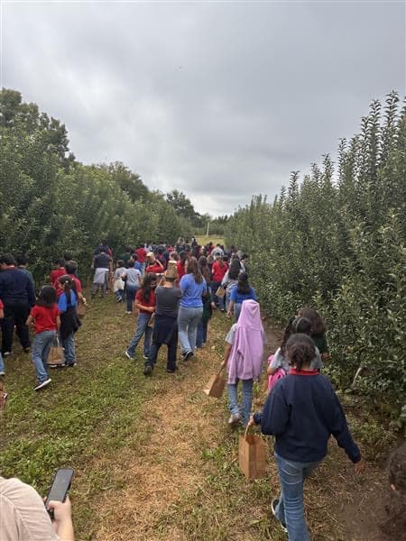 Rows of peach and apple trees in summer