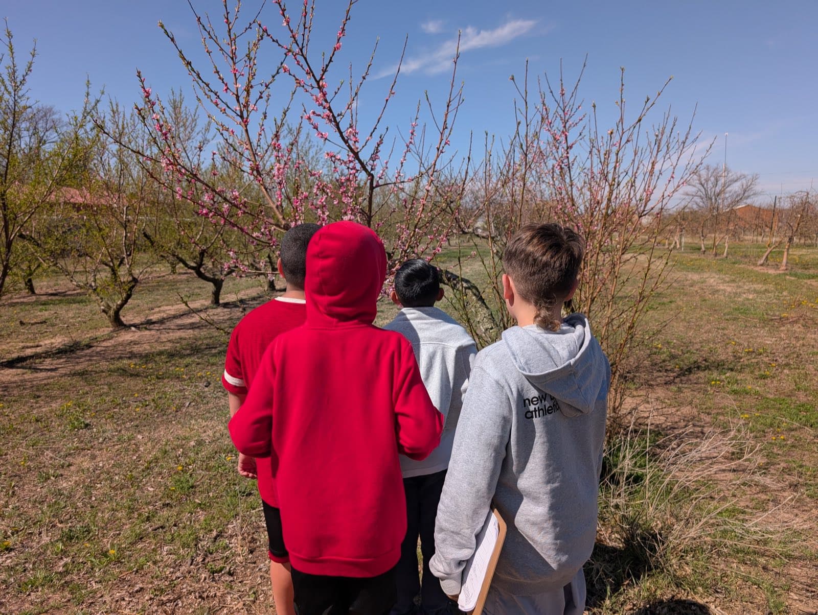 Peach trees in the orchard