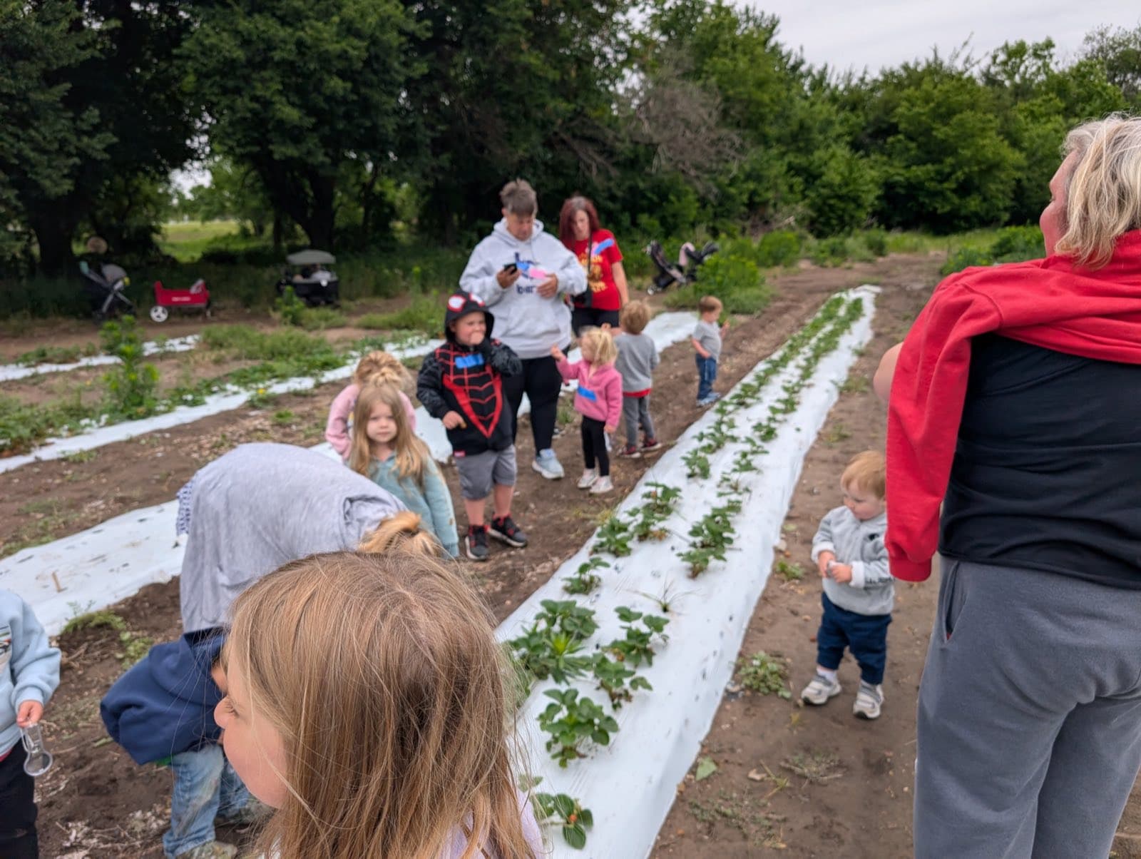 Young children picking strawberries with their families