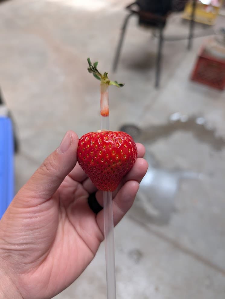 Pick your own strawberries