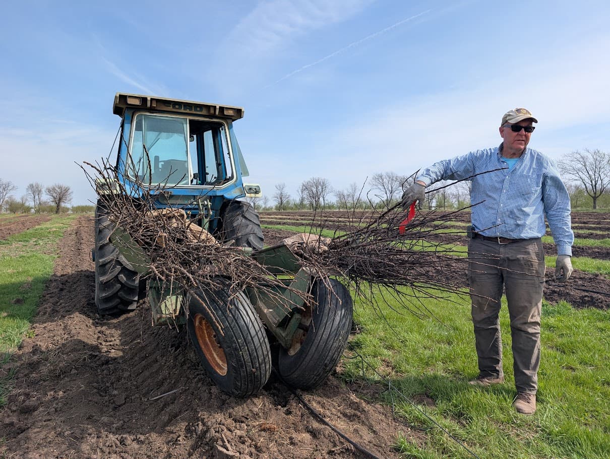 Bare-root peach and apple trees ready to plant