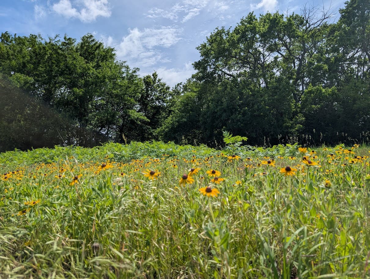 Meadowlark Farm grounds in late summer, Rose Hill Kansas